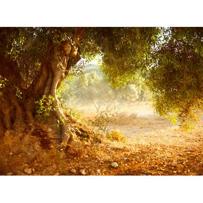 Fototapete PAPERMOON "Old Olive Tree", bunt, B:2,5m L:1,86m, Vlies, Tapeten
