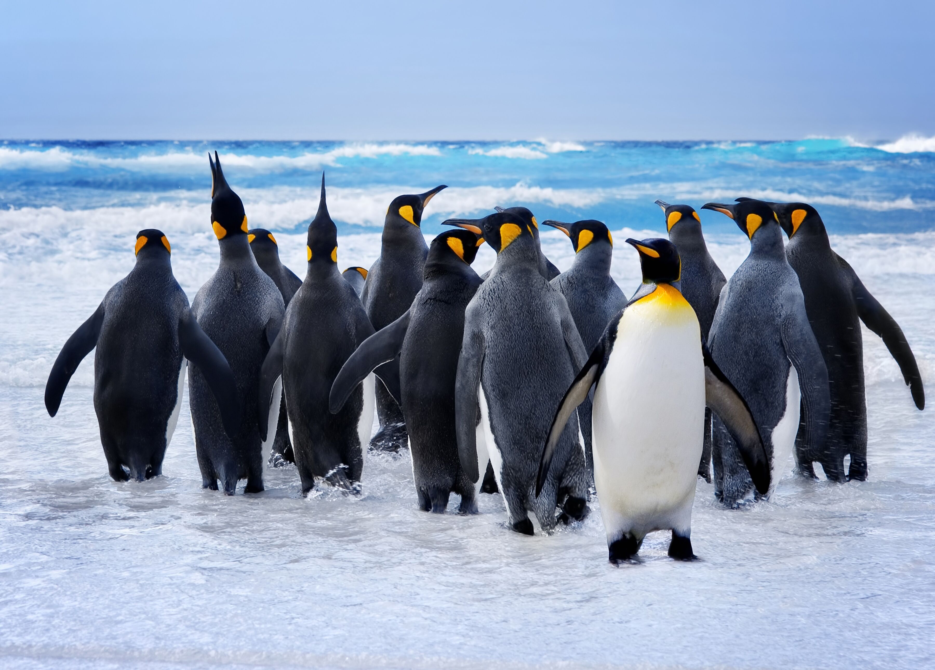 Fototapete PAPERMOON "King Penguins", bunt, B:5m L:2,8m, Vlies, Tapeten, Fototapete bunt B/L: 5m x 2,8m, Bahnen: 10 Stk.