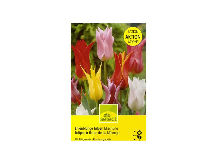 Select Lilienblütige Tulpen Mischung 25 Stück