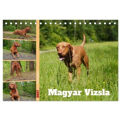Faszination Magyar Vizsla (Tischkalender 2027 DIN A5 quer), CALVENDO Monatskalender