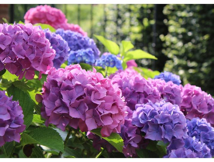 Fototapete PAPERMOON Hydrangea Macrophylla , bunt, B:3m L:2,23m, Vlies, Tapeten, Fototapete