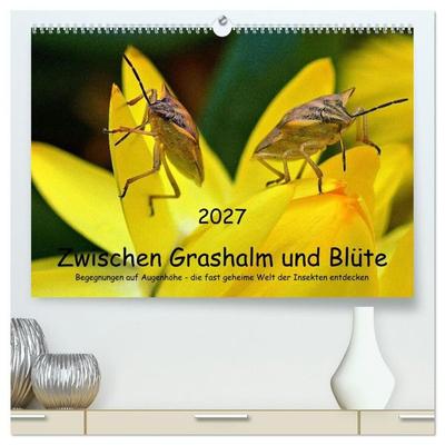 Zwischen Grashalm und Blüte (hochwertiger Premium Wandkalender 2027 DIN A2 quer), Kunstdruck in Hochglanz