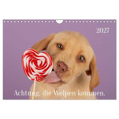 Achtung die Welpen kommen. (Wandkalender 2027 DIN A4 quer), CALVENDO Monatskalender