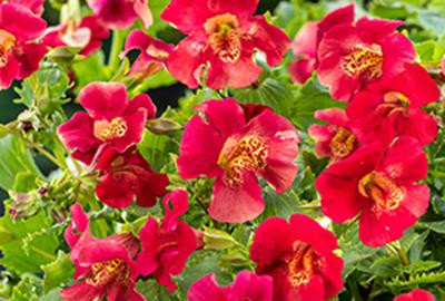 6 x Mimulus hybr. Bonfire Red Gauklerbloem - Pot van 9 x 9 cm - GRDplanten