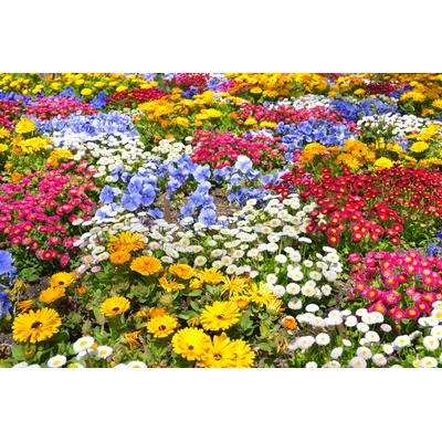 Papermoon "BLUMEN-GARTEN-WIESE PFLANZE JASMIN BLÜTEN BUNT ORCHIDEE"