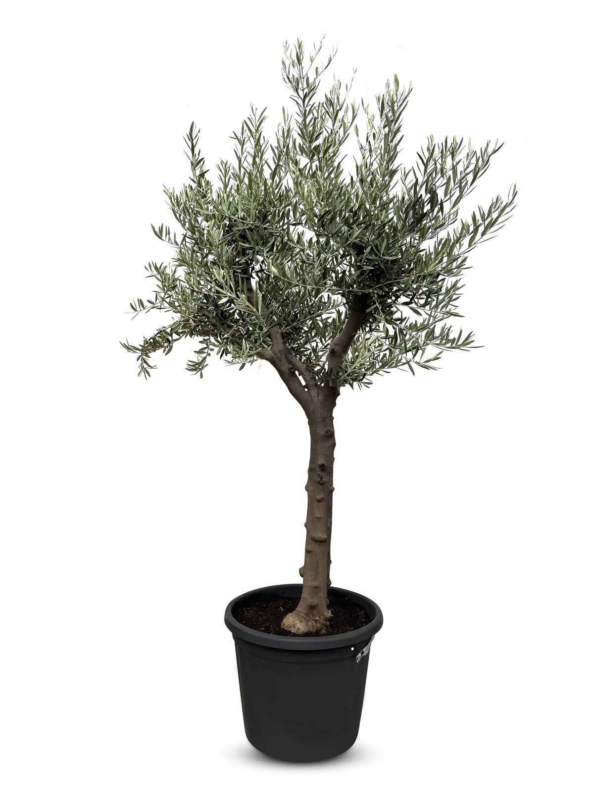 Sunny Tree Olijfboom Olea Europaea 30 jaar 170 cm Kwaliteit A+ Winterhard