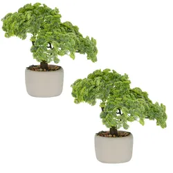 CREATIV green künstliche Pflanze Bonsai: Sedum Multiceps im grauen Zementschalen, grün, 24x26x20cm, im 2er Set