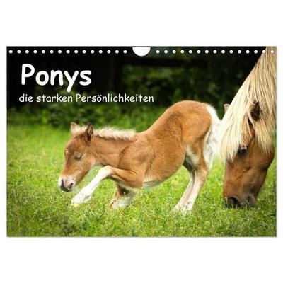 Ponys, die starken Persönlichkeiten (Wandkalender 2027 DIN A4 quer), CALVENDO Monatskalender