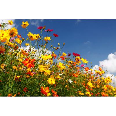 Papermoon "Blumenwiese"