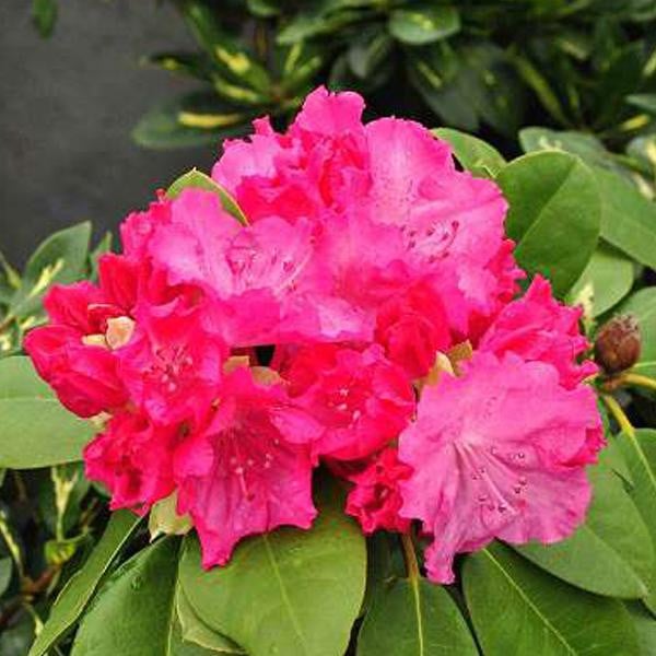 Rhododendron Germania in pot