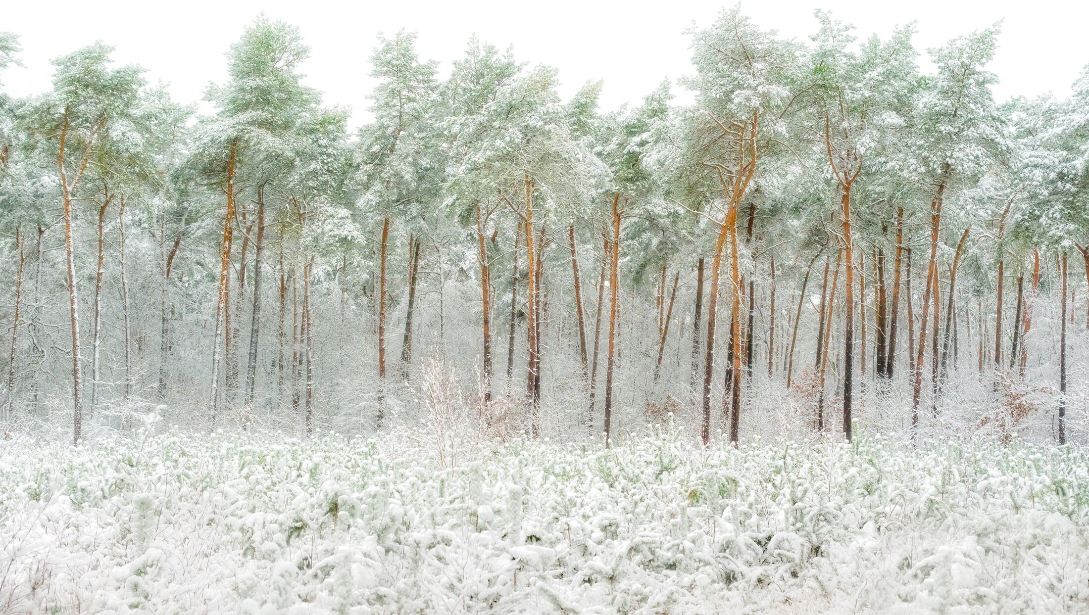 Fototapete PAPERMOON "Photo-Art GREETJE VAN SON, SCHNEEWELT", bunt, B:4,5m L:2,8m, Vlies, Tapeten, Fototapete bunt B/L: 4,5m x 2,8m, Bahnen: 9 Stk.