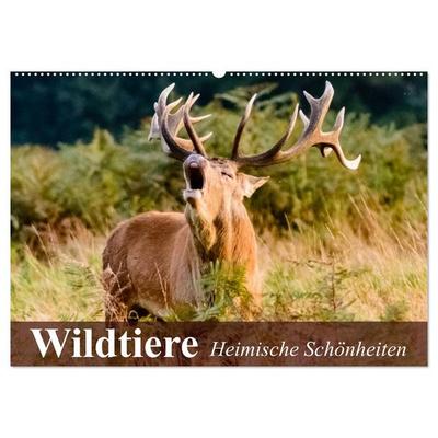 Wildtiere. Heimische Schönheiten (Wandkalender 2026 DIN A2 quer), CALVENDO Monatskalender