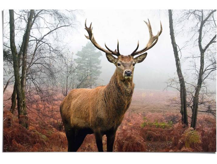 Poster REINDERS Hirsch im Wald , braun (farbe bild(er): braun), B:91,5cm H:61cm, Papier, Bilder, Poster