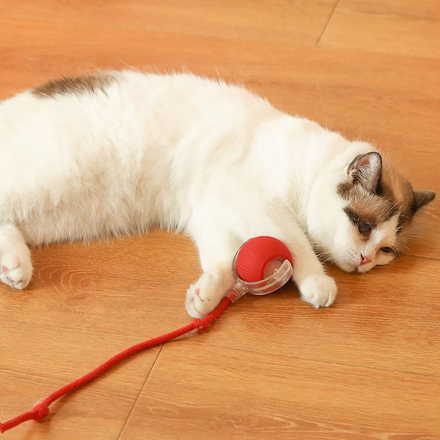 INF Jouet interactif pour chat électrique - Amusement interactif intelligent Modèle 7