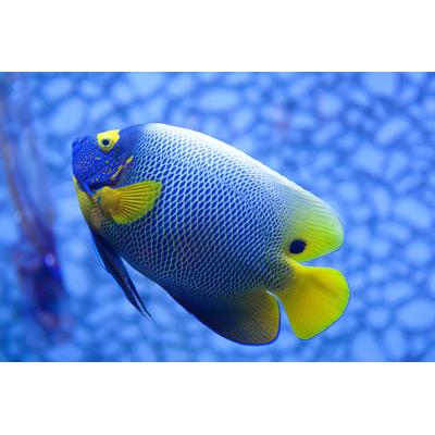 Fototapete PAPERMOON "Fisch", bunt, B:2m L:1,49m, Vlies, Tapeten