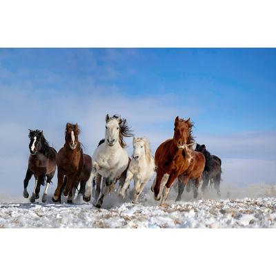 Fototapete PAPERMOON "Photo-Art LIBBY ZHANG, MONGOLEI-PFERDE", bunt, B:5m L:2,8m, Vlies, Tapeten