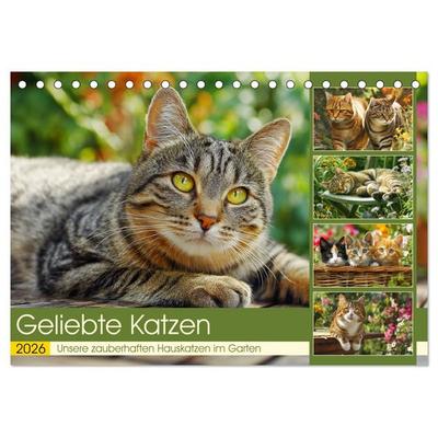 Geliebte Katzen. Unsere zauberhaften Hauskatzen im Garten (Tischkalender 2026 DIN A5 quer), CALVENDO Monatskalender