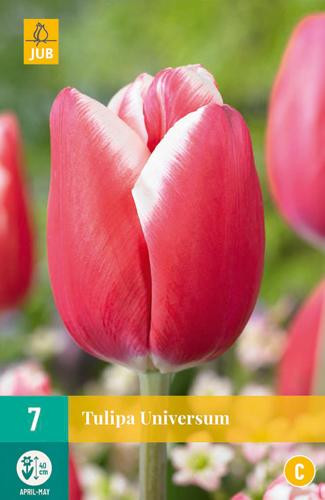 Tulipa universum JUB, 7 tulpenbollen