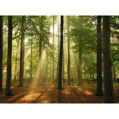 Fototapete PAPERMOON "Forest in the Morning", bunt, B:2m L:1,49m, Vlies, Tapeten