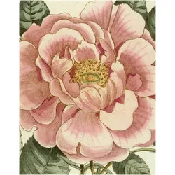 John Derian Picture Book II, Sachbücher von John Derian