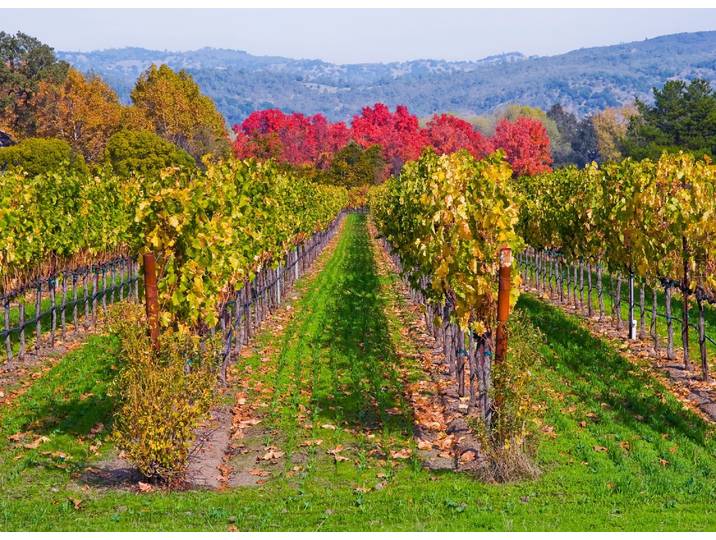 Fototapete PAPERMOON WEINBERG IM HERBST-WINZER REBE WEIN GEBIRGE FELD WIESE , bunt, B:1,5m L:1,11m, Vlies, Tapeten, Fototapete