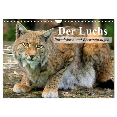 Der Luchs. Pinselohren und Bernsteinaugen (Wandkalender 2027 DIN A4 quer), CALVENDO Monatskalender