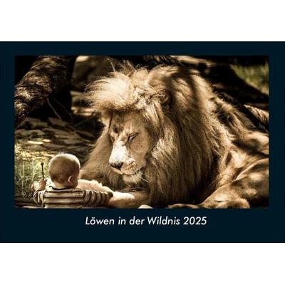 Löwen in der Wildnis 2025 Fotokalender DIN A4