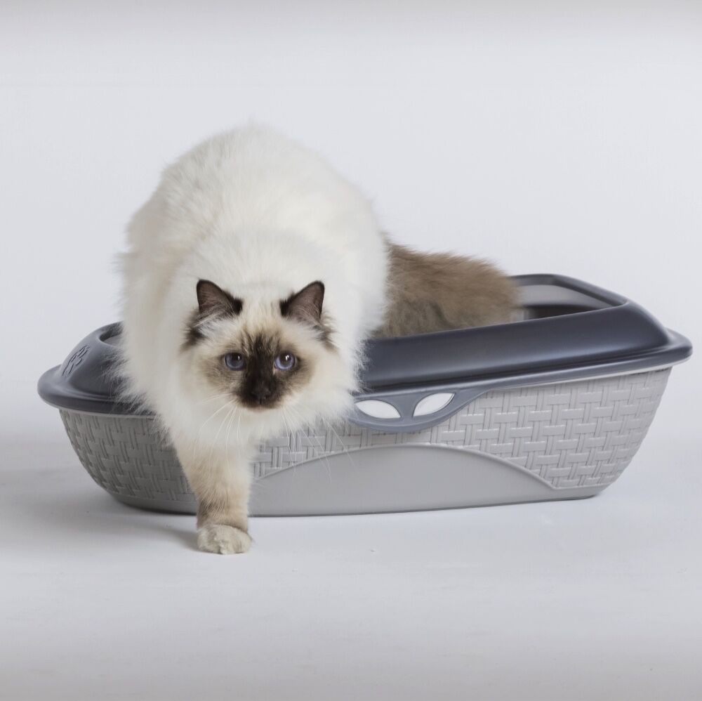 Bama Pet Lettiera Sabbia Aperta per Gatti Ghiaccio