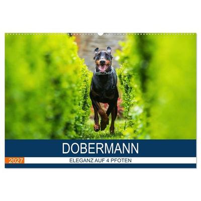 Dobermann 2027 (Wandkalender 2027 DIN A2 quer), CALVENDO Monatskalender