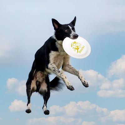The Handy Homestead Durable Interactive Dog Training Flying Disc Perfect For Outdoor Fun & Puppy Training blue 23.5cm