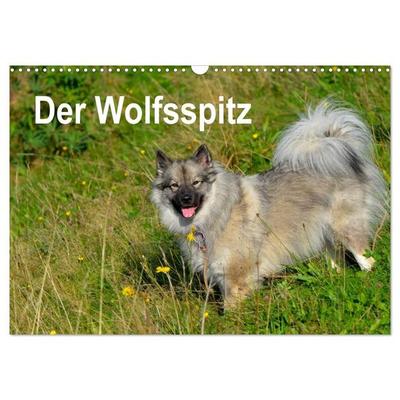 Der Wolfsspitz (Wandkalender 2027 DIN A3 quer), CALVENDO Monatskalender
