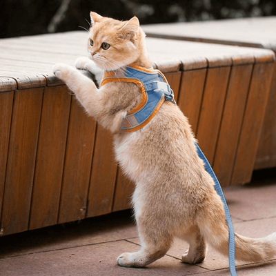 PetsAreLife Luminous Escape Proof Cat Harness Blue 2XL
