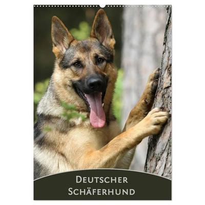 Deutscher Schäferhund (Wandkalender 2027 DIN A2 hoch), CALVENDO Monatskalender