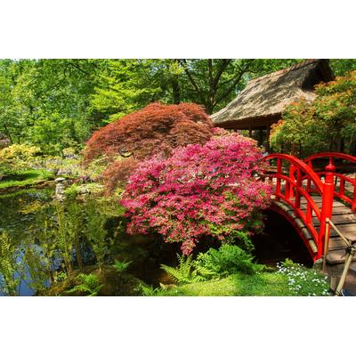 Fototapete PAPERMOON "GARTEN-BLUMEN BÄUME PFLANZEN STEINE WALD PARK BLÜTEN", bunt, B:3m L:2,23m, Vlies, Tapeten