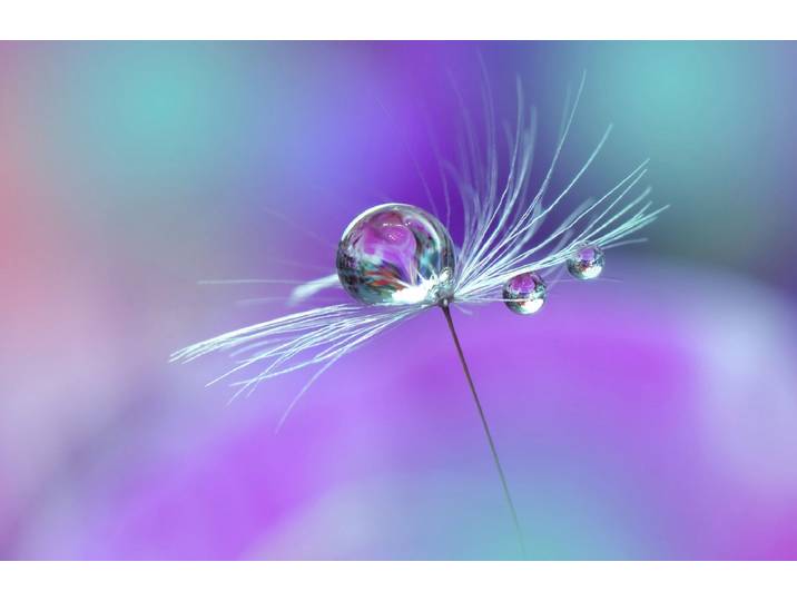 Fototapete PAPERMOON Wassertropfen auf Blume , bunt, B:1,5m L:1,11m, Vlies, Tapeten, Fototapete