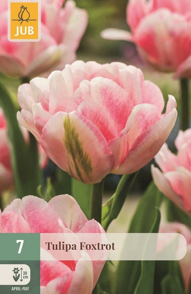 Tulp Foxtrot Jub 7 bollen