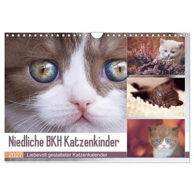 Niedliche BKH Katzenkinder (Wandkalender 2027 DIN A4 quer), CALVENDO Monatskalender