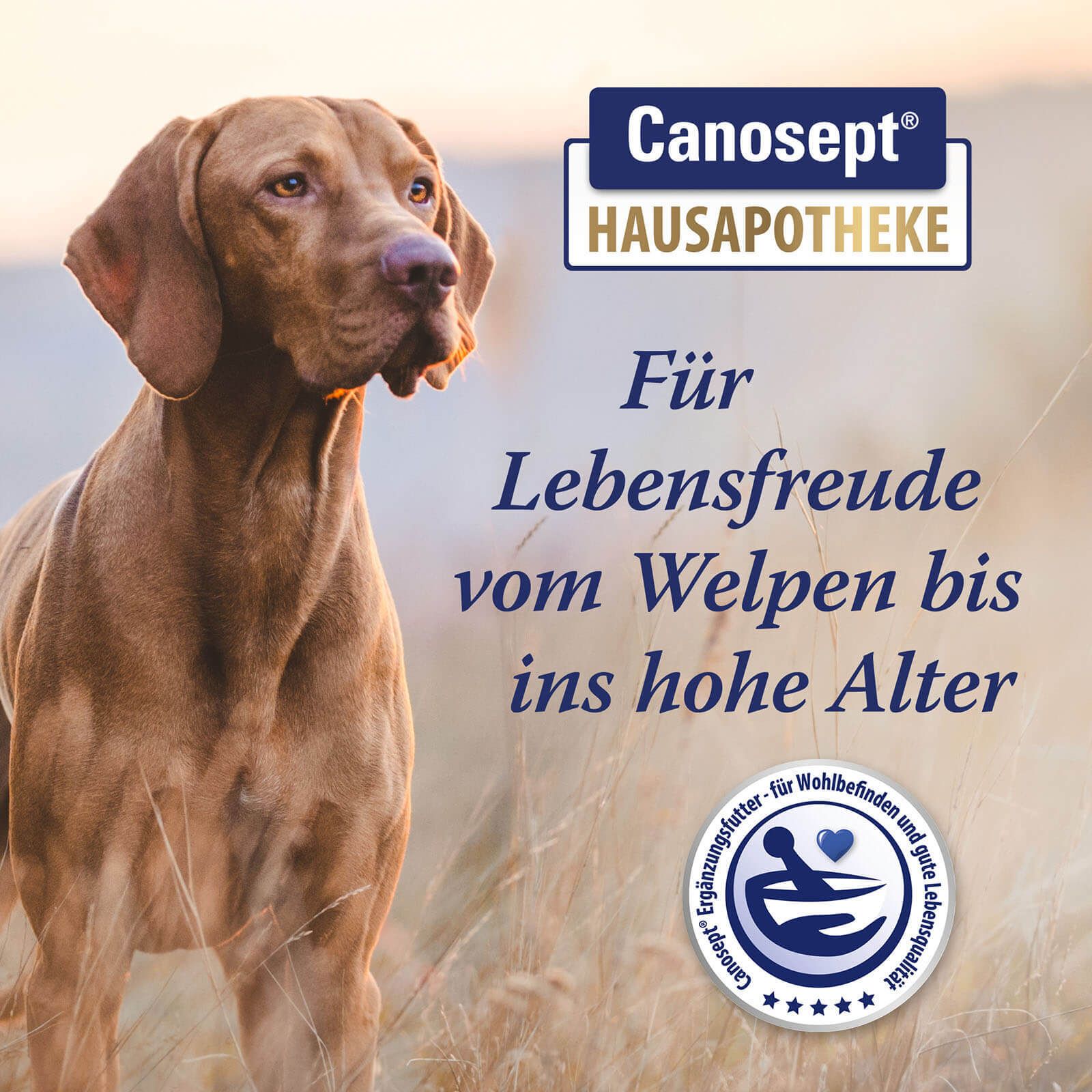 Canosept Gelenk Tabletten f.Hunde 80 St
