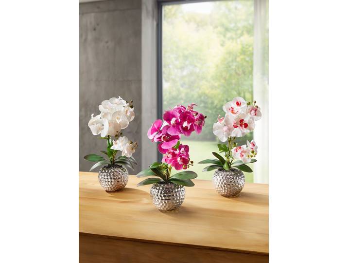 Orchidee Phalaenopsis in Keramikschale, Creme