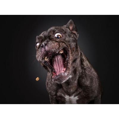 CALVENDO Puzzle Louis | 1000 Teile Lege-Größe 64x48cm Foto-Puzzle für glückliche Stunden