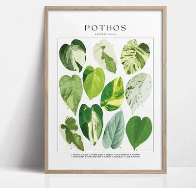 Uplifted Finds Botanical Green Houseplant Canvas Art   Calming Nature Indoors Interior Print 6 30 X 40 Cm