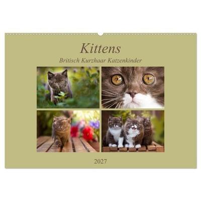Kittens - Britisch Kurzhaar Katzenkinder (Wandkalender 2027 DIN A2 quer), CALVENDO Monatskalender