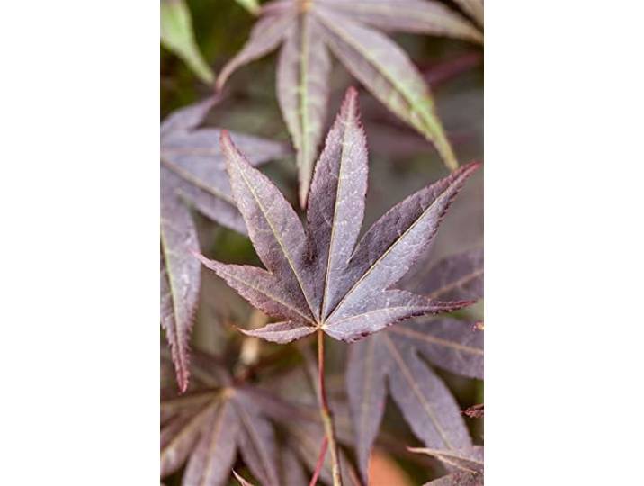 Japanischer Ahorn 'Atropurpureum' 150-175 cm Topf Acer palmatum winterhart Purpurrote Blätter, Wuchs bis 600 cm, Blüte rot Mai-Juni, sonnig bis halbschattig, Kübelpflanze, winterhart bis -20 °C