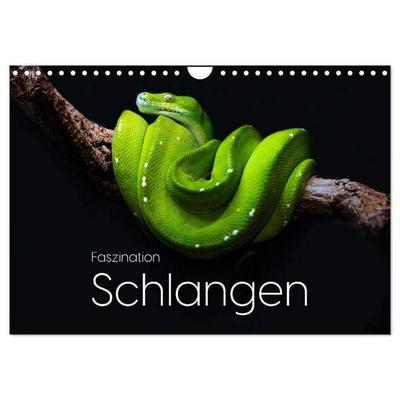Faszination Schlangen (Wandkalender 2027 DIN A4 quer), CALVENDO Monatskalender