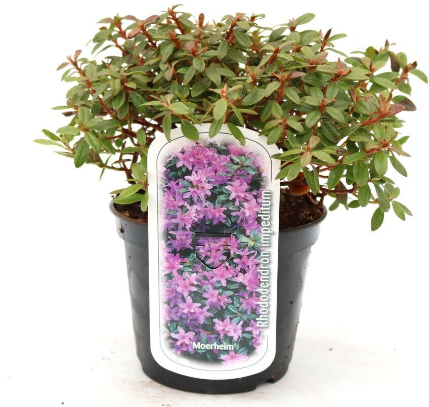 Pflanzen Rhododendron 'Moerheim' 2 L Container
