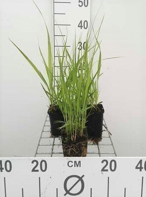 6 x Molinia arundinacea Windspiel Pijpgras in pot van 9 x 9 cm van GRDplanten