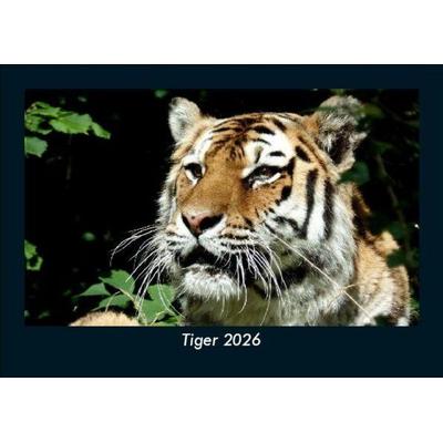 Tiger 2026 Fotokalender DIN A5