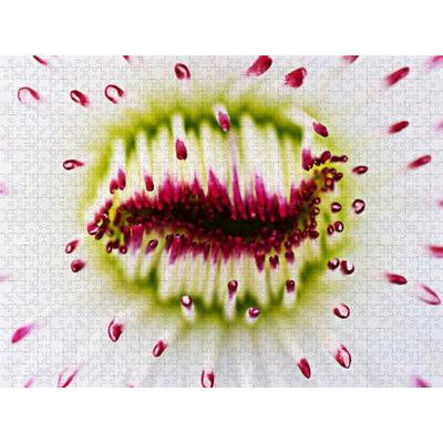 CALVENDO Puzzle DEEP INSIDE - Tausendschön | 2000 Teile Lege-Größe 90x67cm Foto-Puzzle für glückliche Stunden