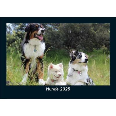 Hunde 2025 Fotokalender DIN A5