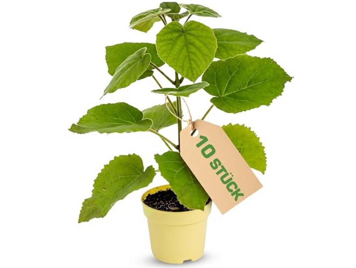 Blauglockenbaum Paulownia Nordmax 21® P. tomentosa x P. fortunei schnellwachsend - auch bekannt als Kiri-Baum, Kaiserbaum mit blauvioletten & glockenförmigen Blüten als CO2 Baum (10x 15 cm-Topf)